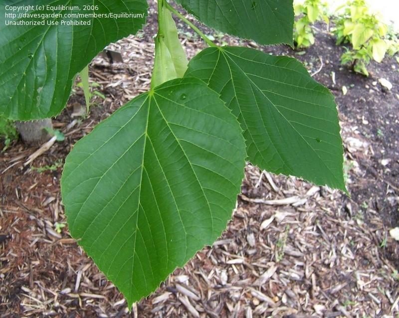 Tilia Americana Redmond - View 17 from www redcrocus com