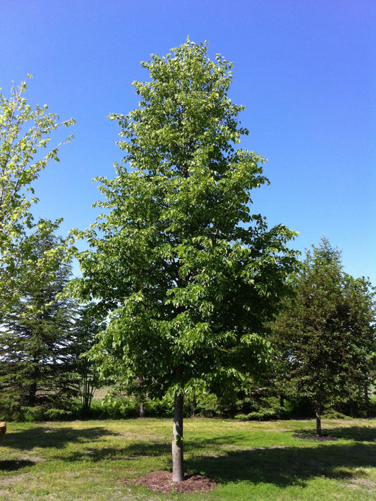 Tilia Americana Redmond - View 1 from www redcrocus com
