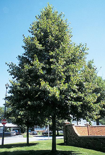 Tilia Americana Redmond - View 2 from www redcrocus com