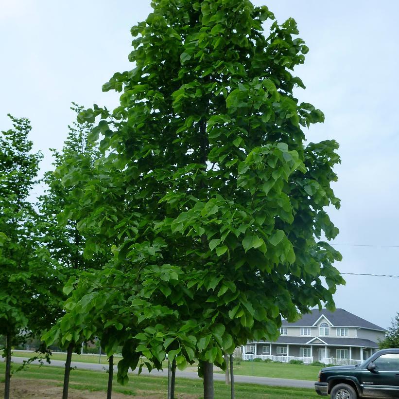 Tilia Americana Redmond - View 3 from www redcrocus com