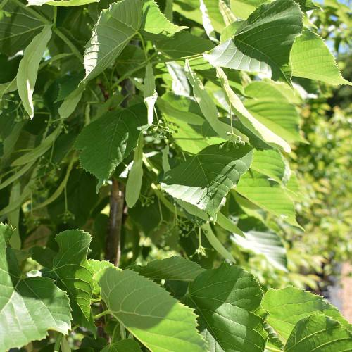 Tilia Americana Redmond - View 4 from www redcrocus com