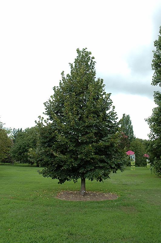Tilia Americana Redmond - View 7 from www redcrocus com
