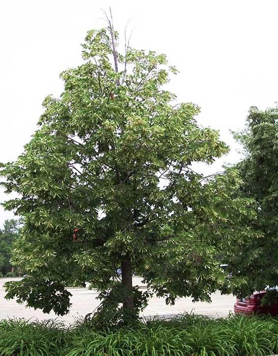 Tilia Americana Redmond - View 8 from www redcrocus com