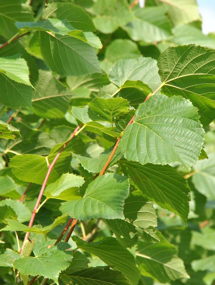 Tilia Americana Redmond - View 9 from www redcrocus com