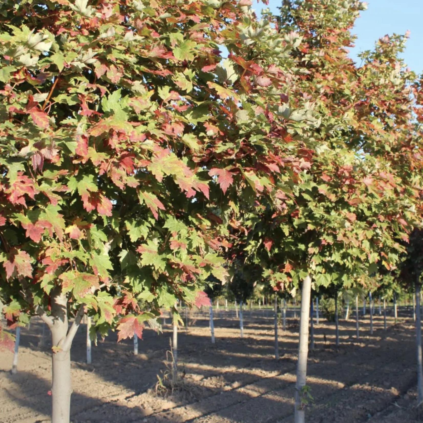 Acer Rubrum Redpointe - View 12 from www redcrocus com