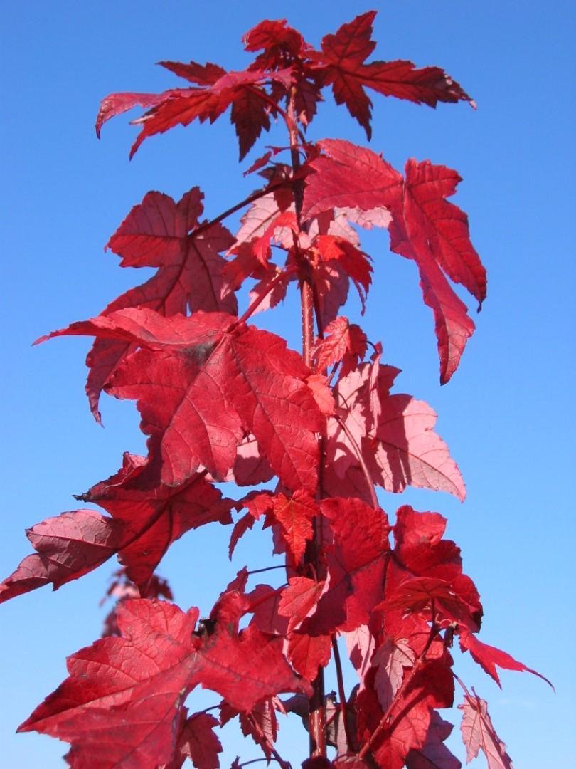 Acer Rubrum Redpointe - View 2 from www redcrocus com