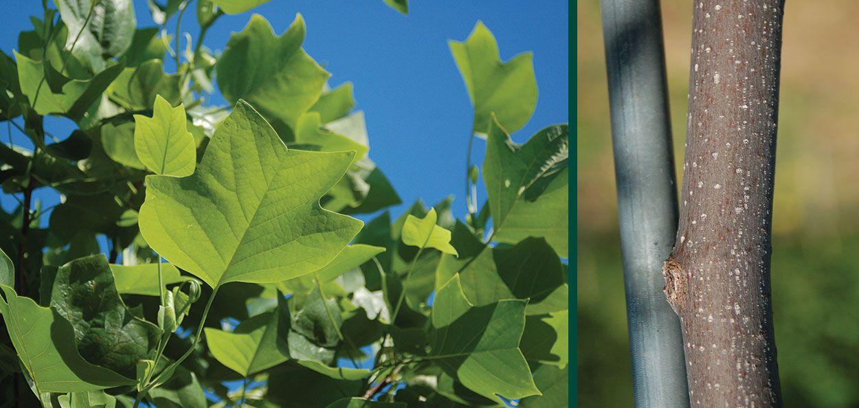 Liriodendron Tulipifera Single Stem - View 11 from www redcrocus com