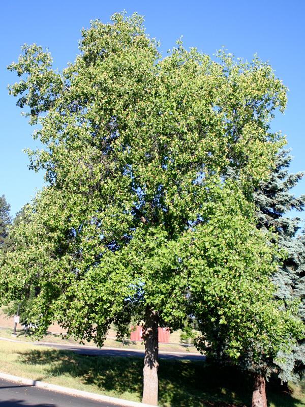 Liriodendron Tulipifera Single Stem - View 15 from www redcrocus com