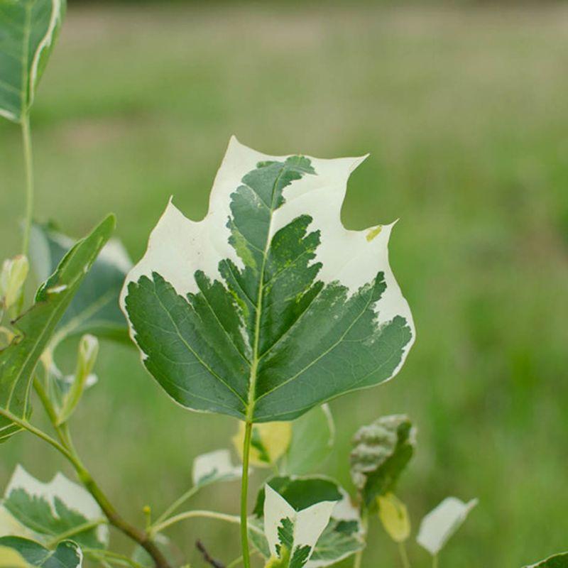 Liriodendron Tulipifera Single Stem - View 18 from www redcrocus com
