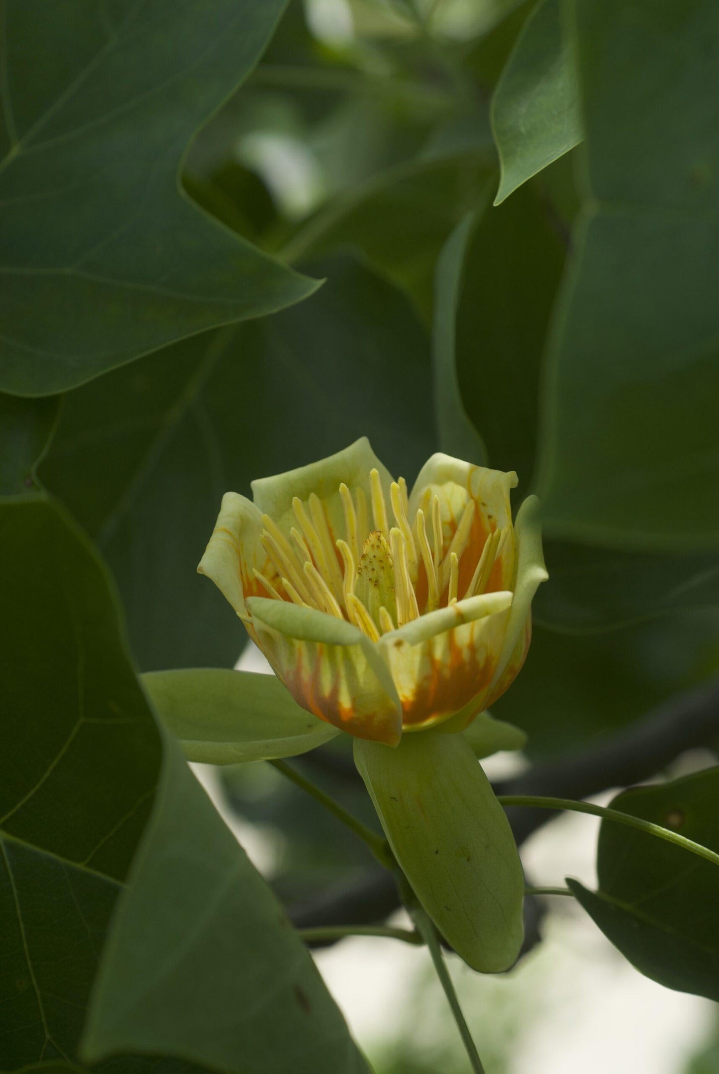 Liriodendron Tulipifera Single Stem - View 4 from www redcrocus com