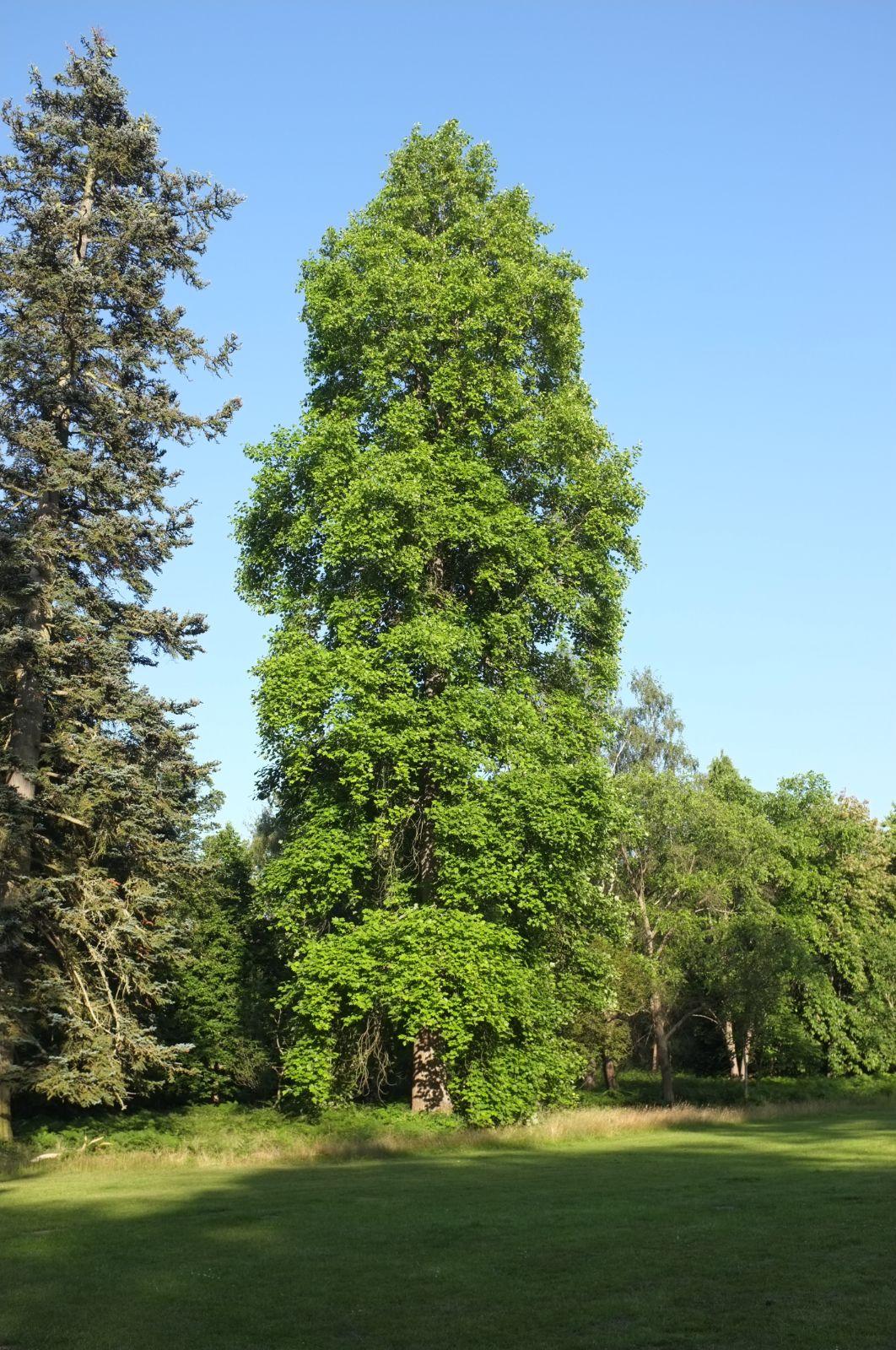 Liriodendron Tulipifera Single Stem - View 6 from www redcrocus com