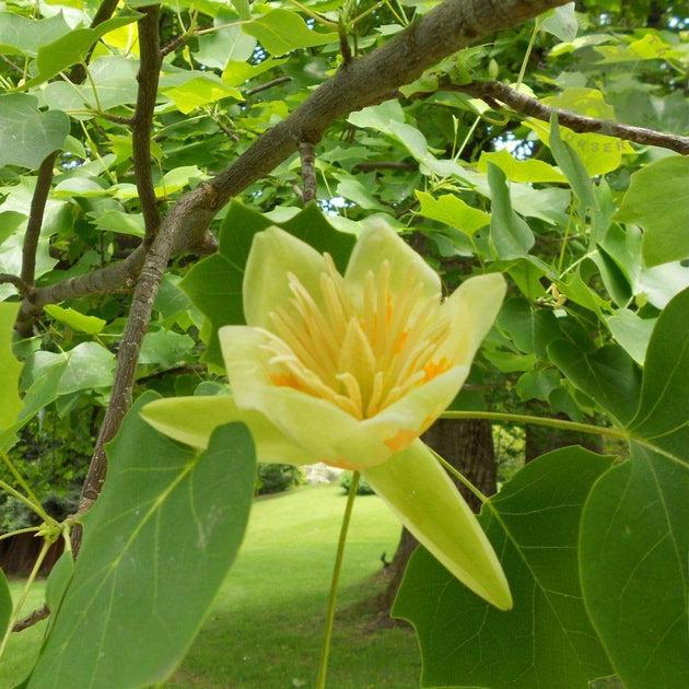 Liriodendron Tulipifera Single Stem - View 7 from www redcrocus com