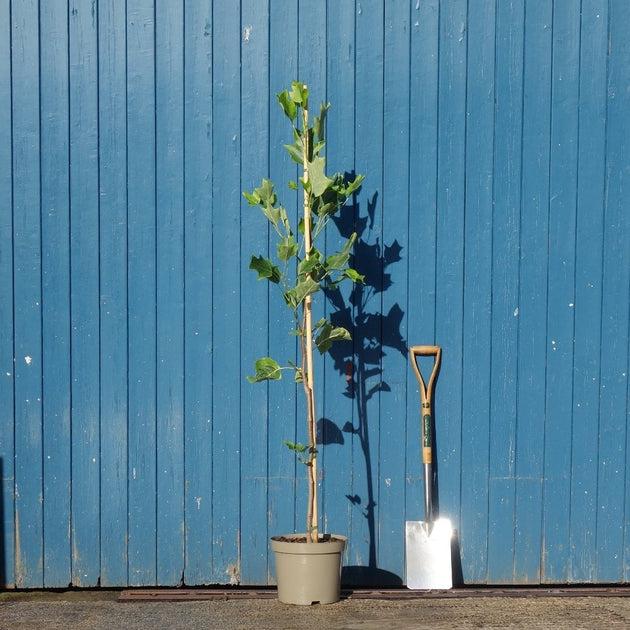 Liriodendron Tulipifera Single Stem - View 9 from www redcrocus com