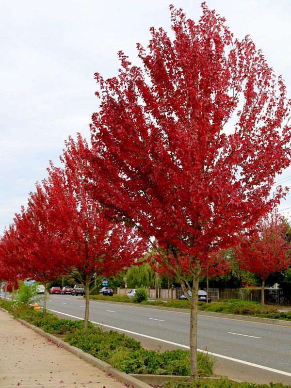 Acer Rubrum Redpointe - View 19 from www redcrocus com