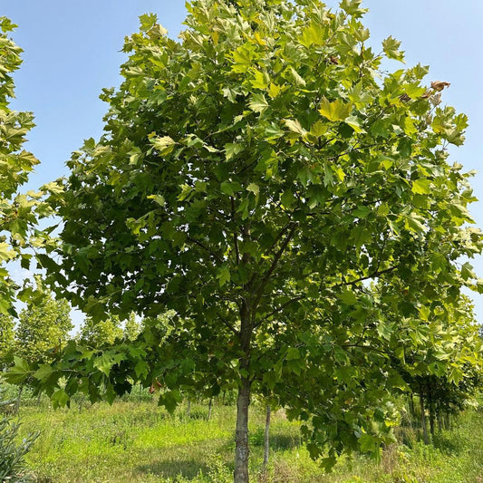 Platanus Acerifolia Exclamation - View 10 from www redcrocus com
