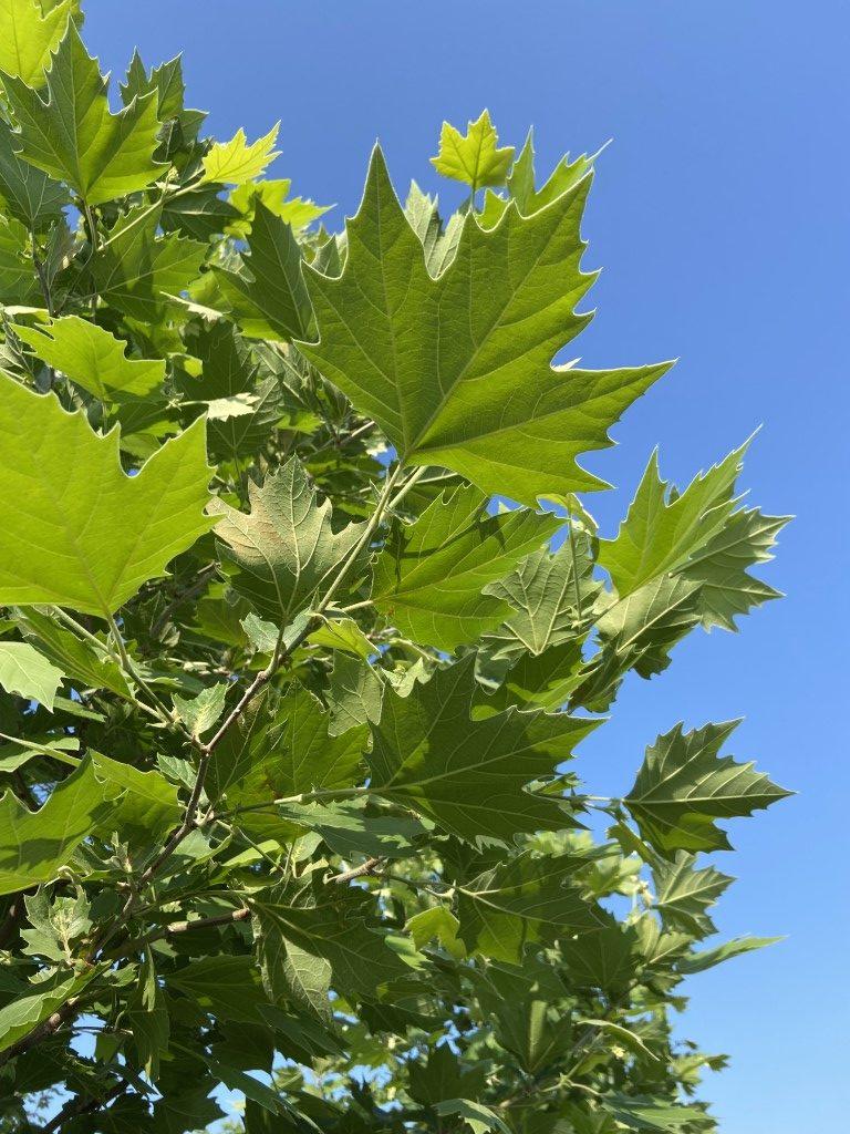 Platanus Acerifolia Exclamation - View 15 from www redcrocus com