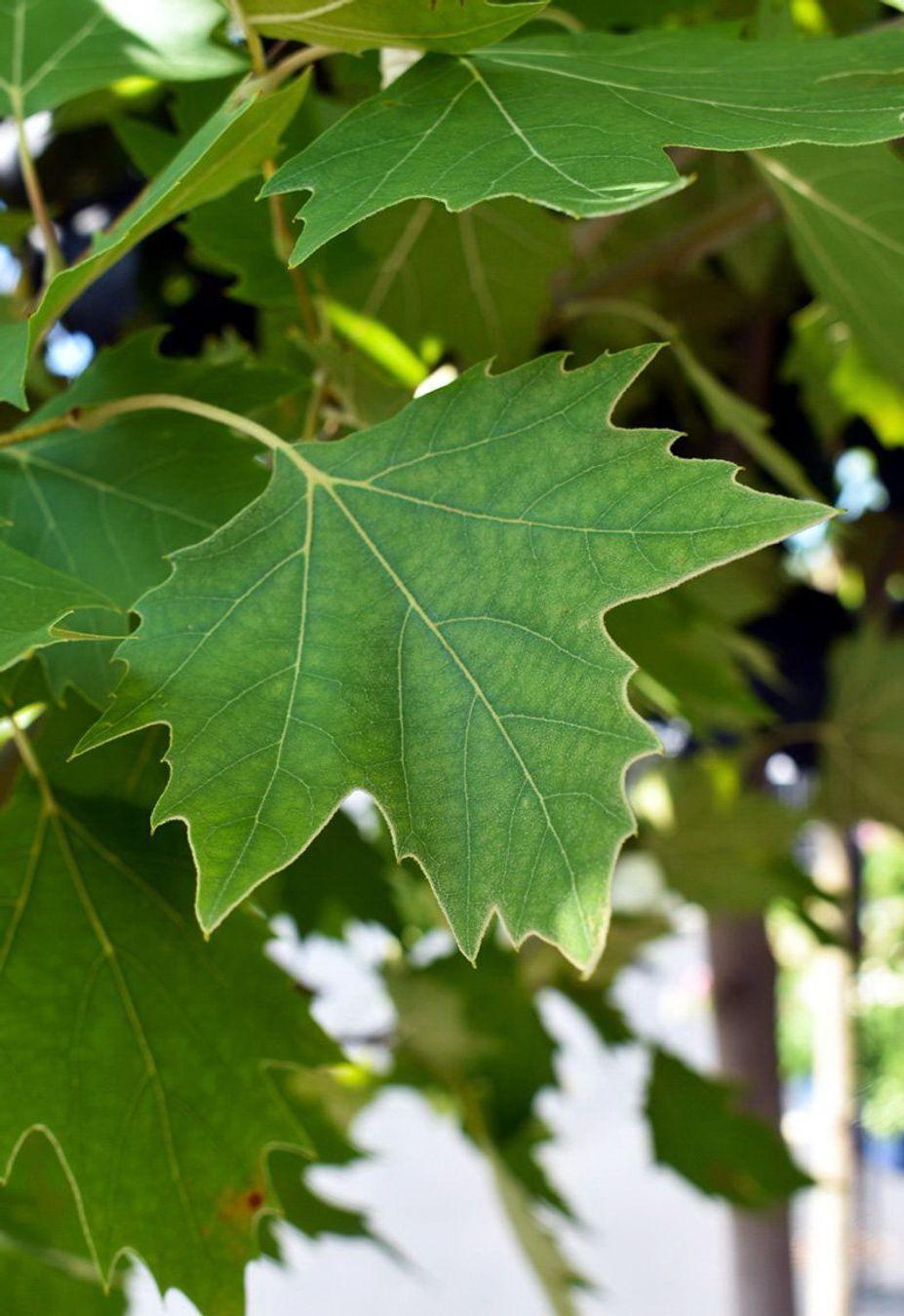 Platanus Acerifolia Exclamation - View 7 from www redcrocus com