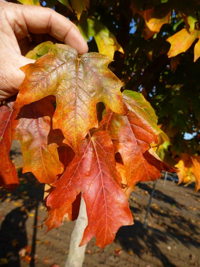 Acer Saccharum Fall Fiesta - View 15 from www redcrocus com
