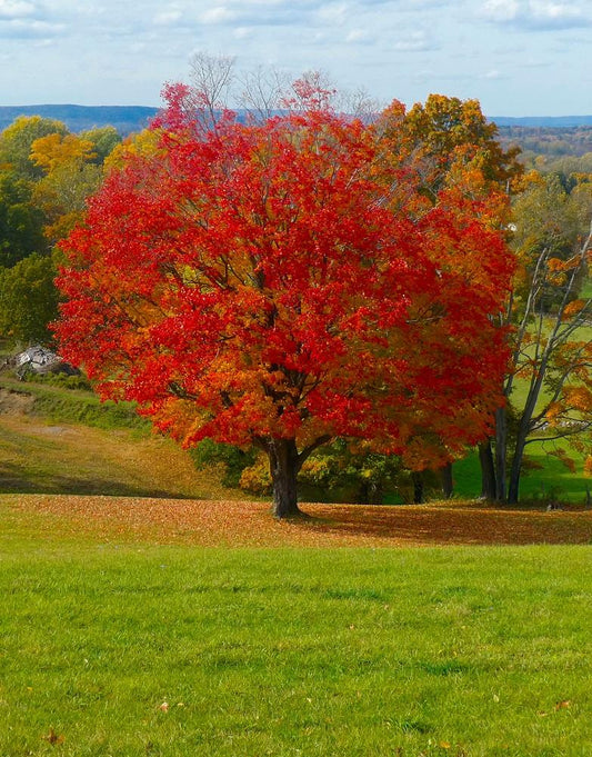 Acer Saccharum Fall Fiesta - View 1 from www redcrocus com