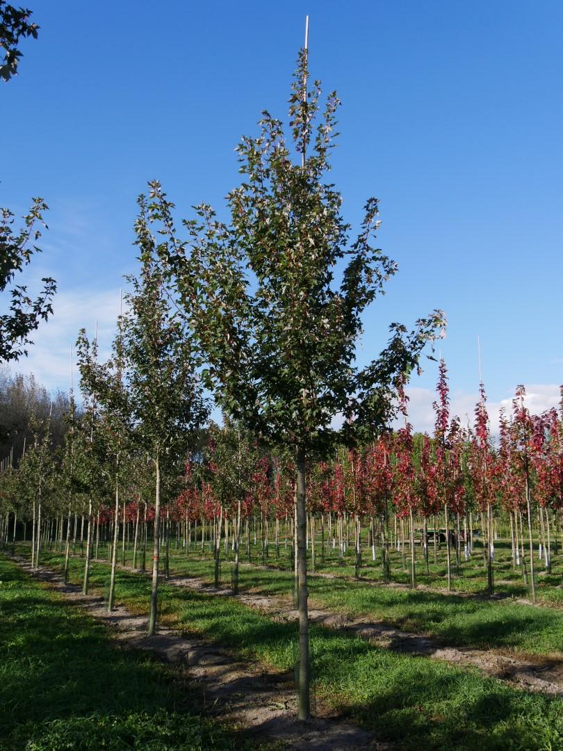 Acer Rubrum Redpointe - View 10 from www redcrocus com
