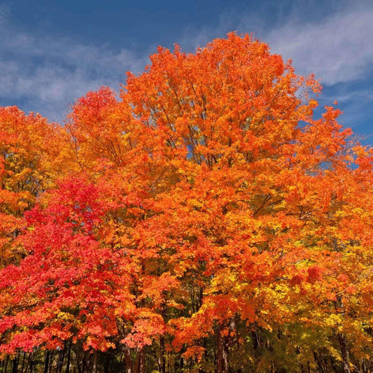 Acer Rubrum 'october Glory' - View 11 from www redcrocus com