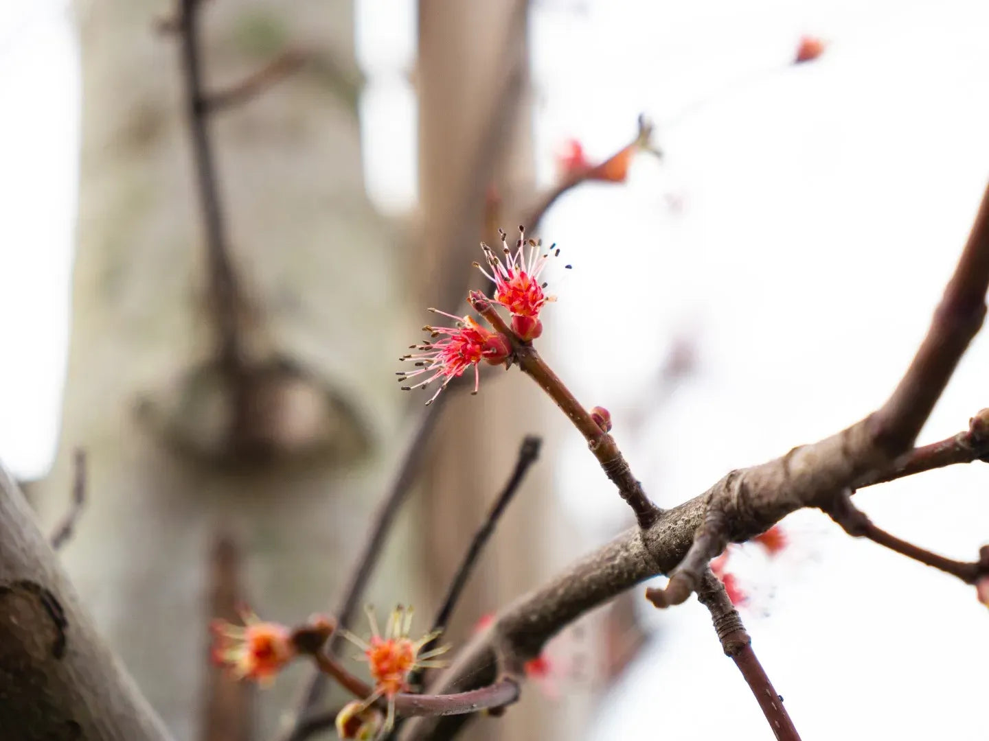Acer Rubrum 'october Glory' - View 14 from www redcrocus com