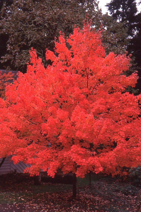 Acer Rubrum 'october Glory' - View 19 from www redcrocus com