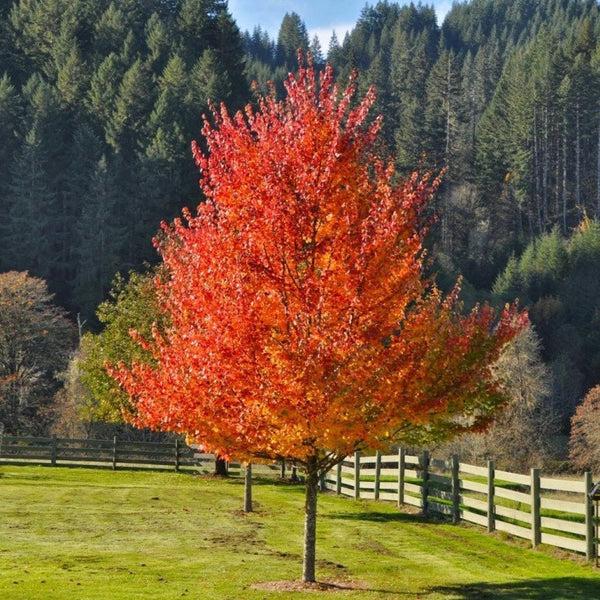 Acer Rubrum 'october Glory' - View 20 from www redcrocus com