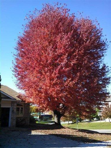 Acer Rubrum 'october Glory' - View 22 from www redcrocus com