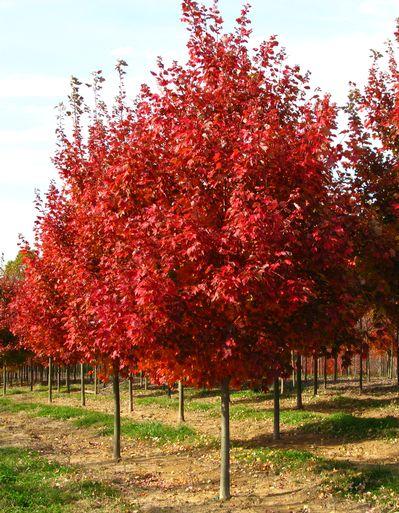 Acer Rubrum 'october Glory' - View 25 from www redcrocus com