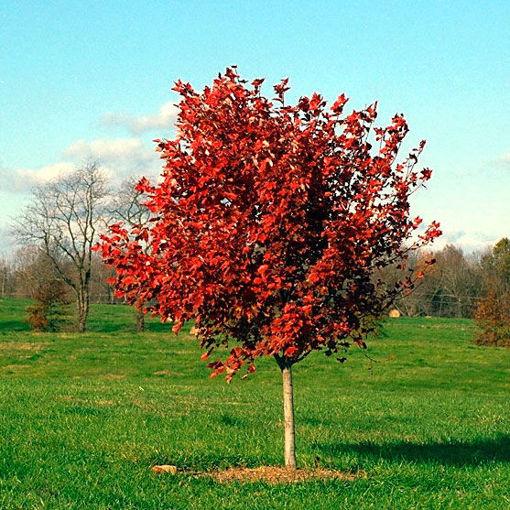 Acer Rubrum 'october Glory' - View 26 from www redcrocus com