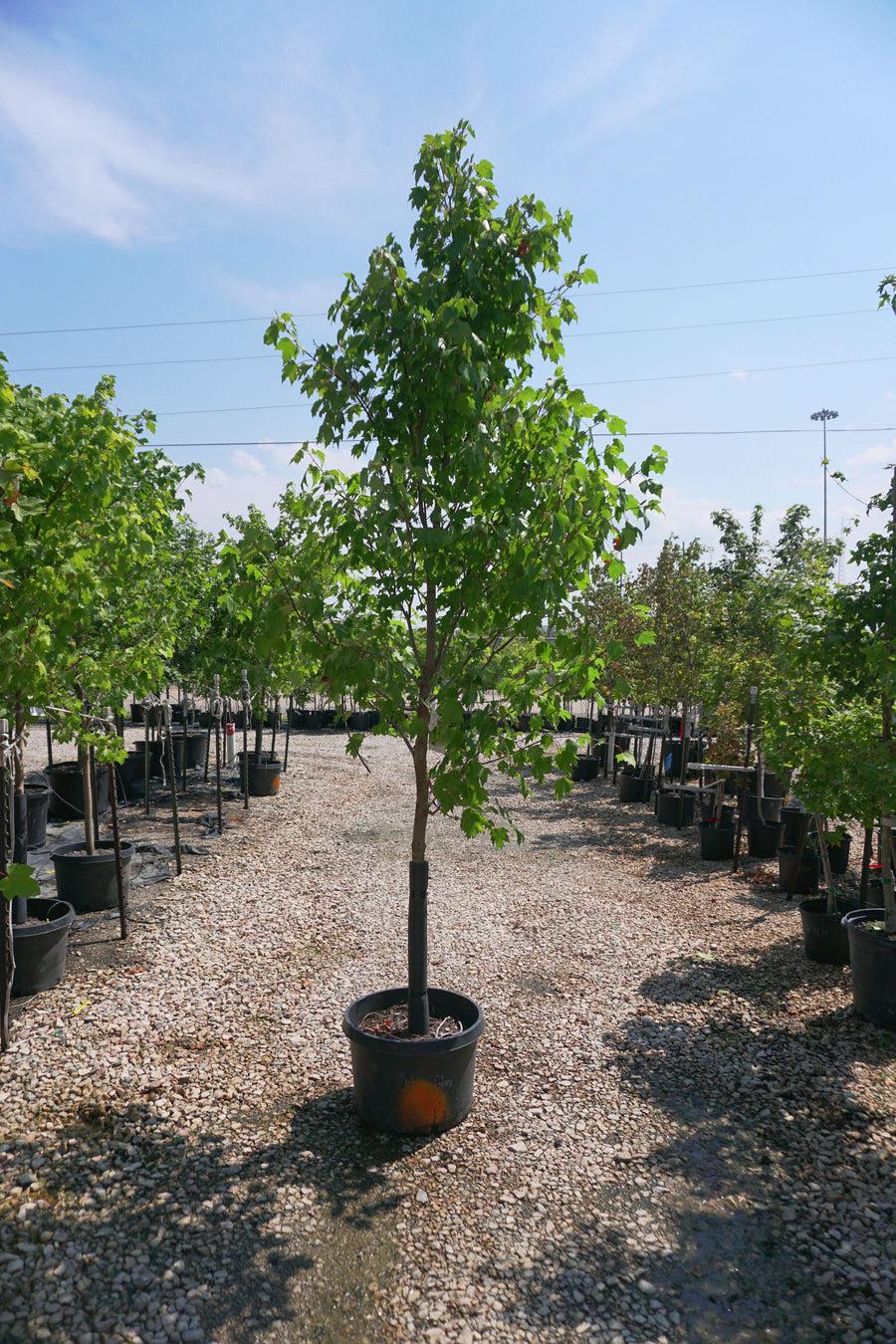 Acer Rubrum 'october Glory' - View 33 from www redcrocus com