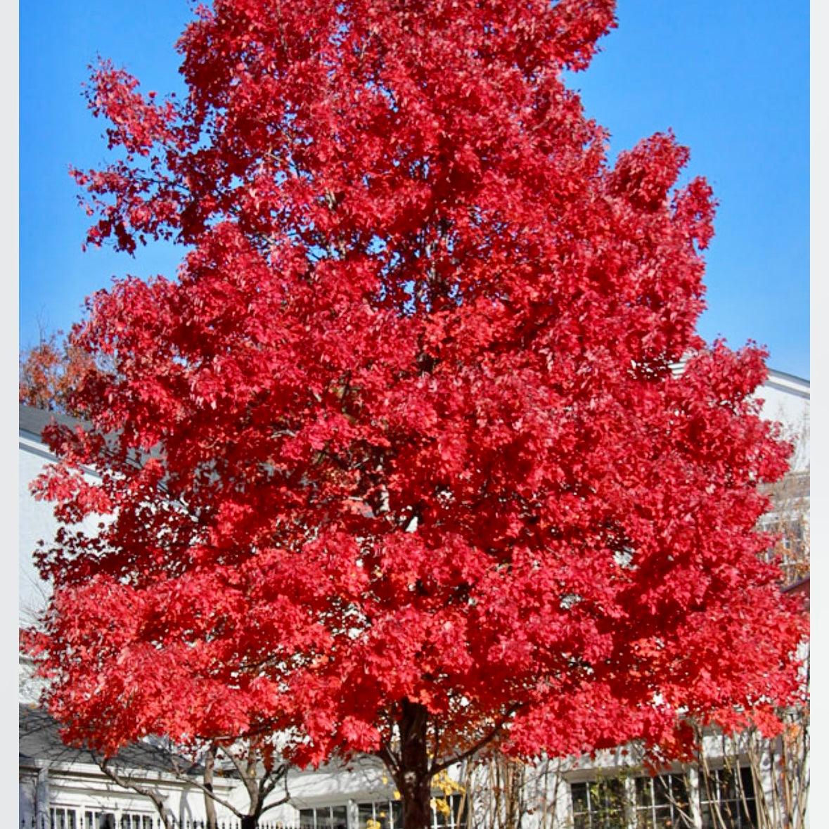 Acer Rubrum 'october Glory' - View 35 from www redcrocus com