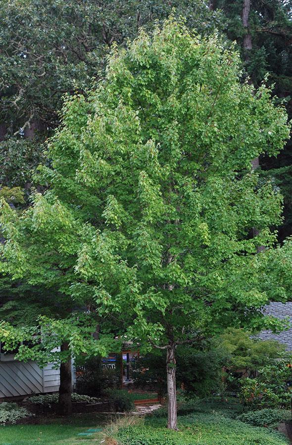 Acer Rubrum 'october Glory' - View 3 from www redcrocus com