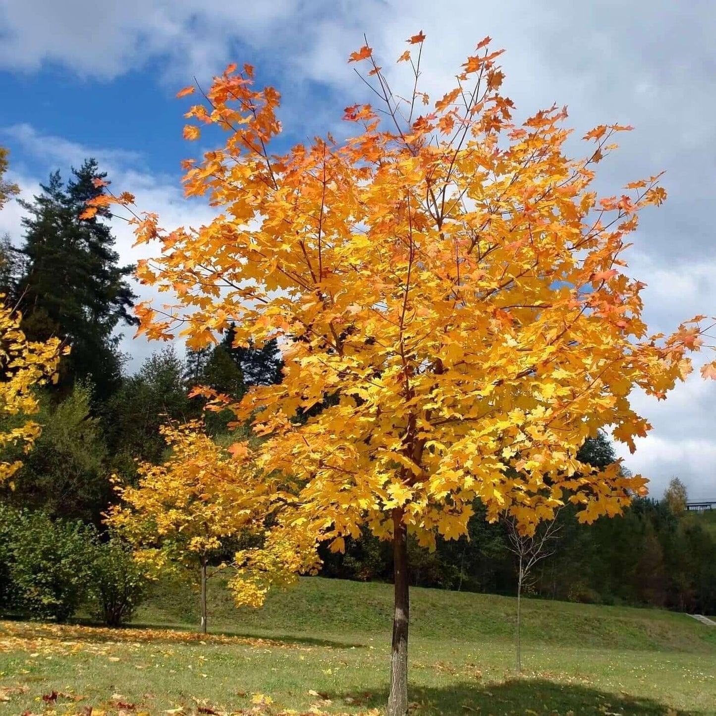 Acer Rubrum 'october Glory' - View 4 from www redcrocus com