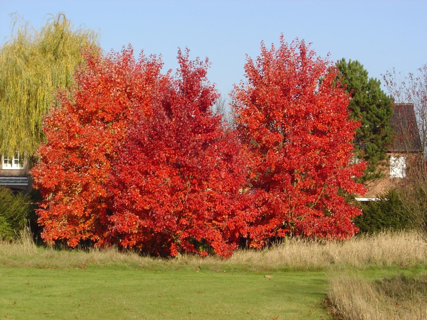 Acer Rubrum 'october Glory' - View 7 from www redcrocus com