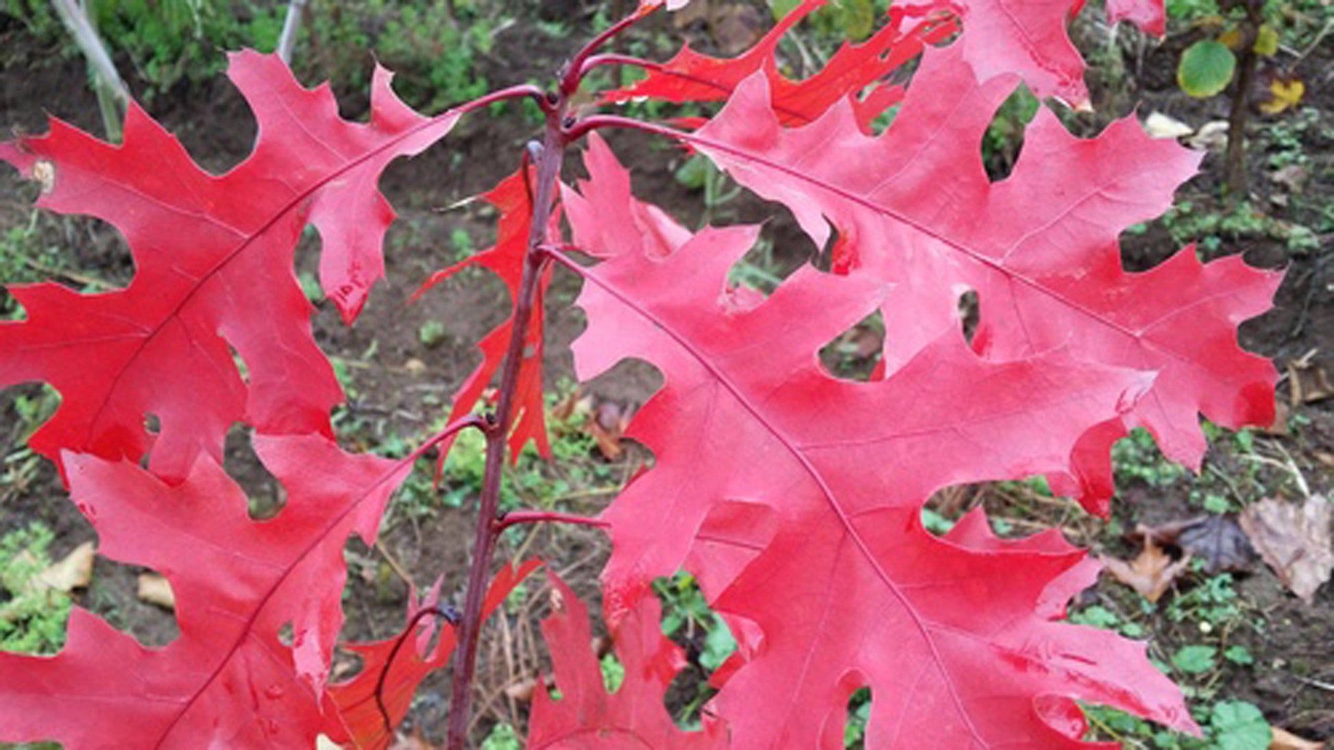 Quercus Coccinea Single Stem - View 10 from www redcrocus com