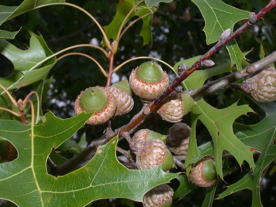 Quercus Coccinea Single Stem - View 11 from www redcrocus com