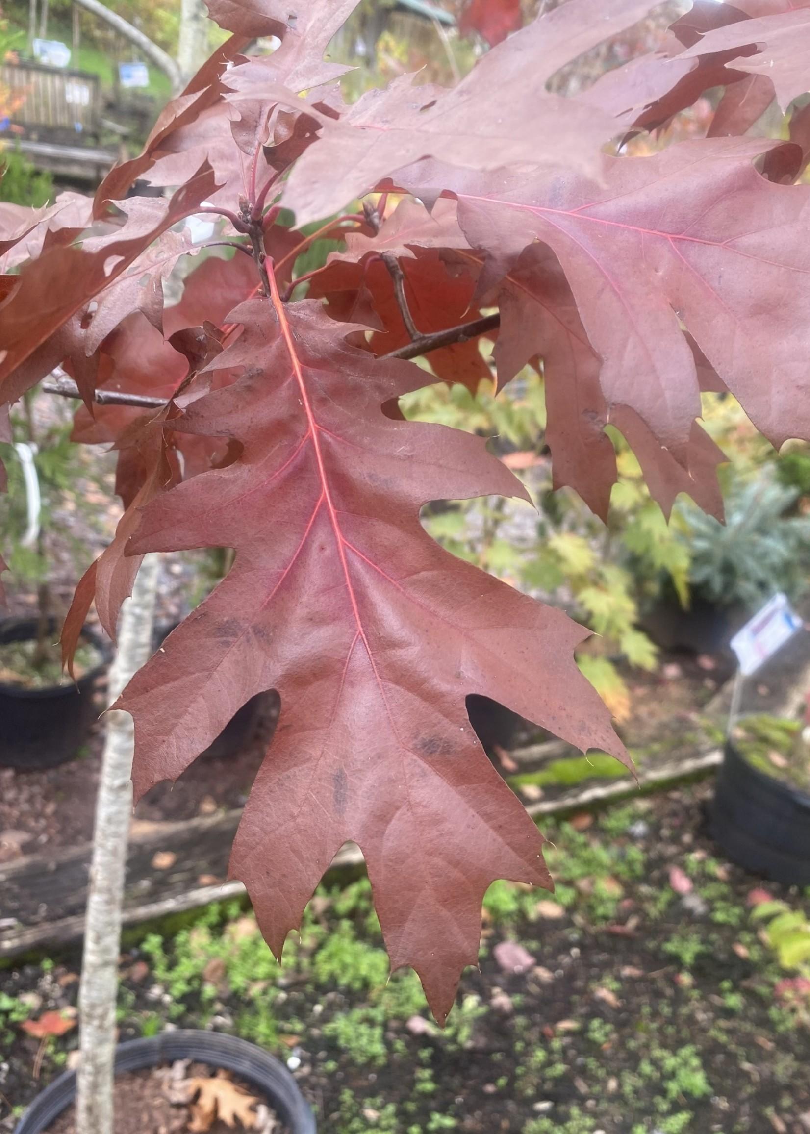 Quercus Coccinea Single Stem - View 12 from www redcrocus com