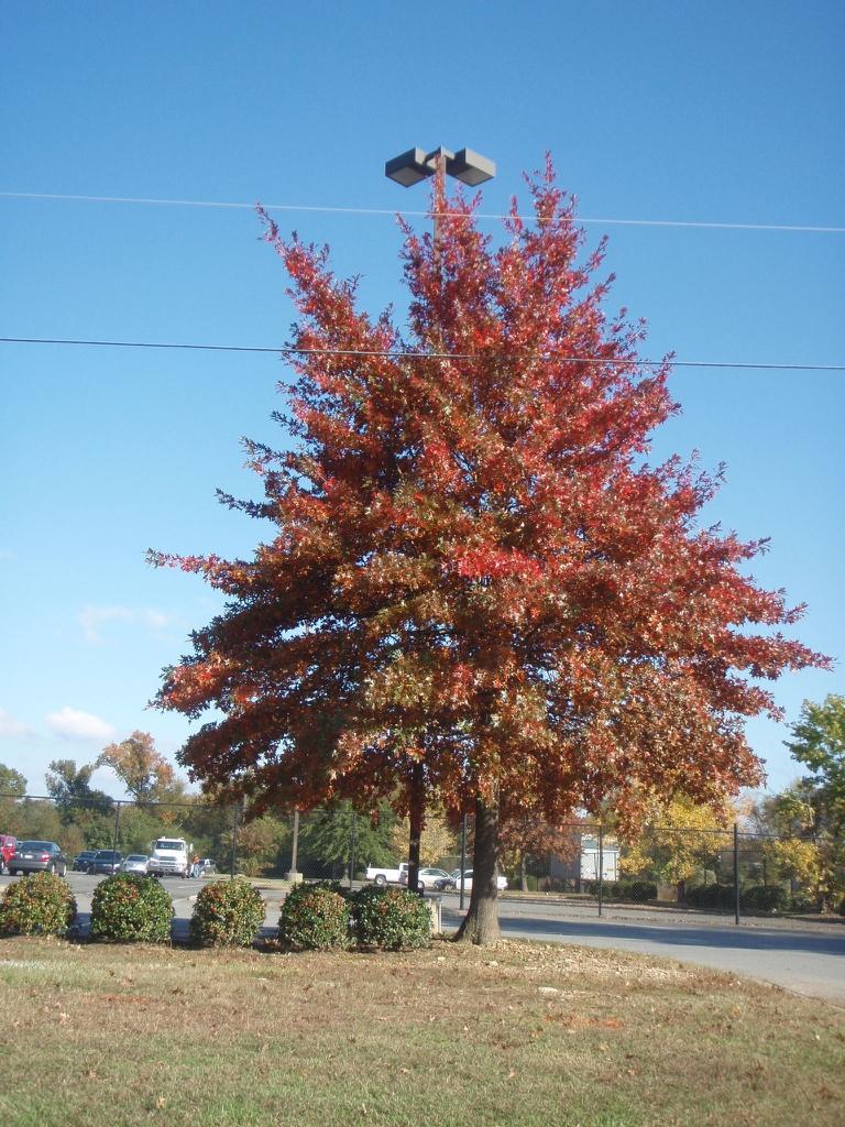 Quercus Coccinea Single Stem - View 14 from www redcrocus com