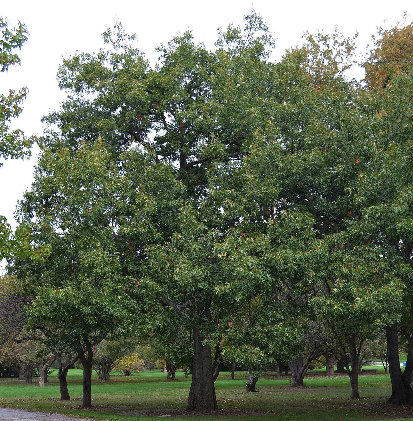 Quercus Coccinea Single Stem - View 16 from www redcrocus com