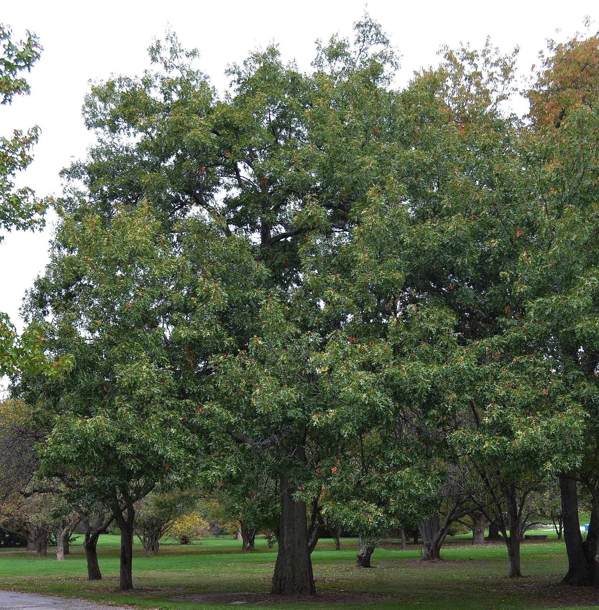Quercus Coccinea Single Stem - View 16 from www redcrocus com