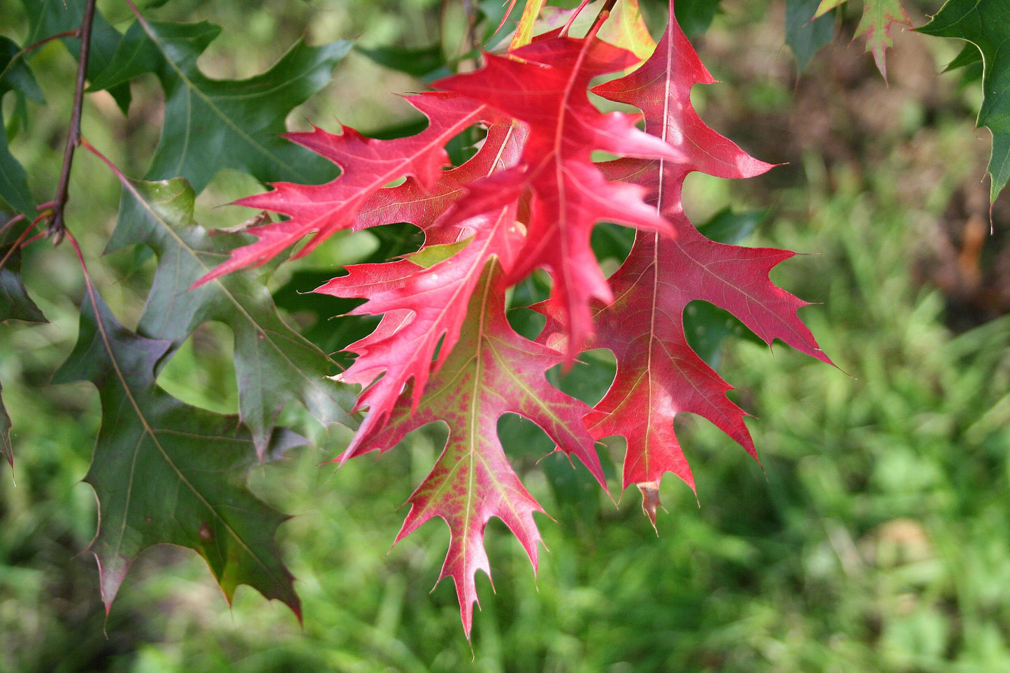 Quercus Coccinea Single Stem - View 17 from www redcrocus com
