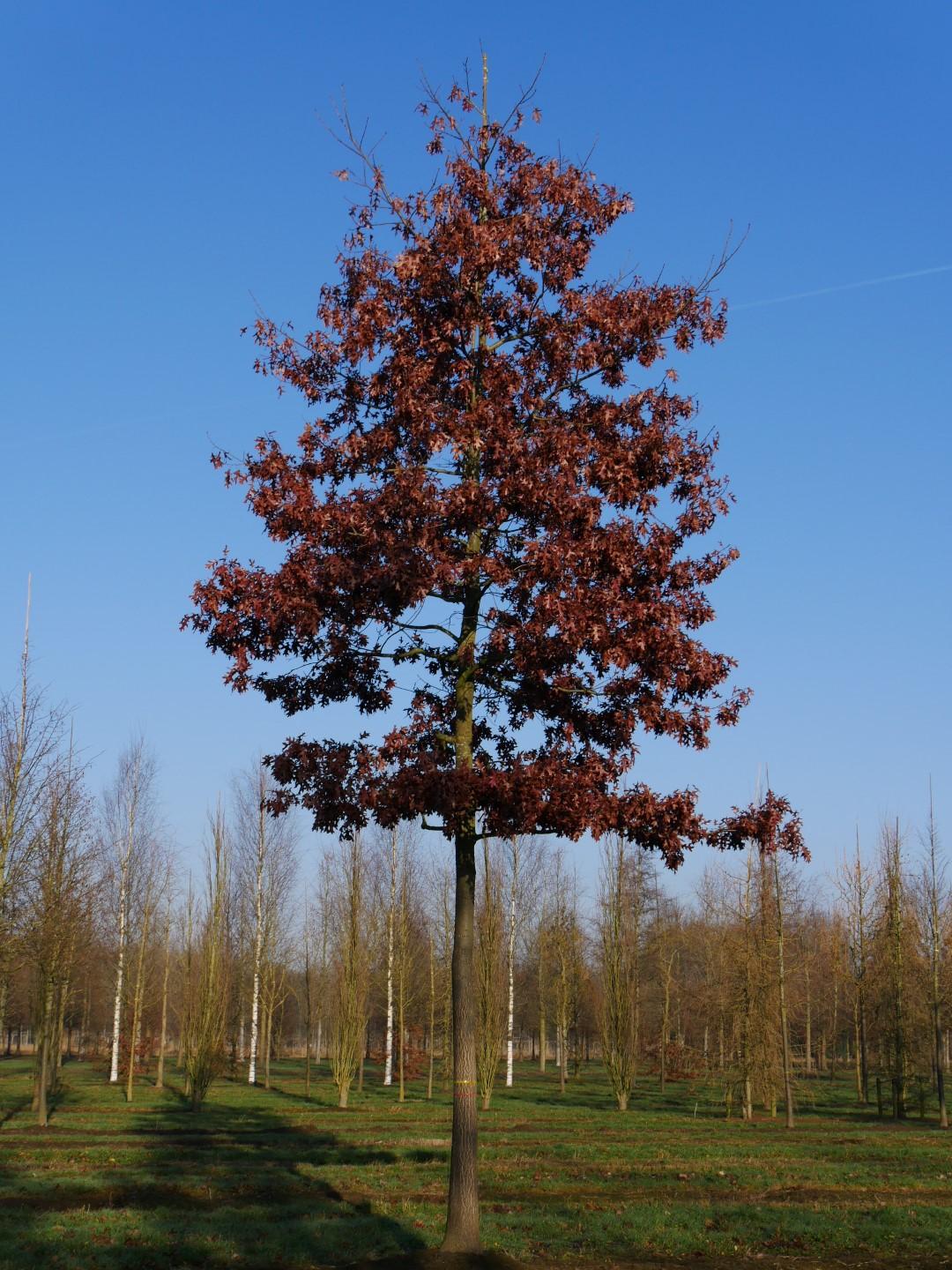 Quercus Coccinea Single Stem - View 18 from www redcrocus com