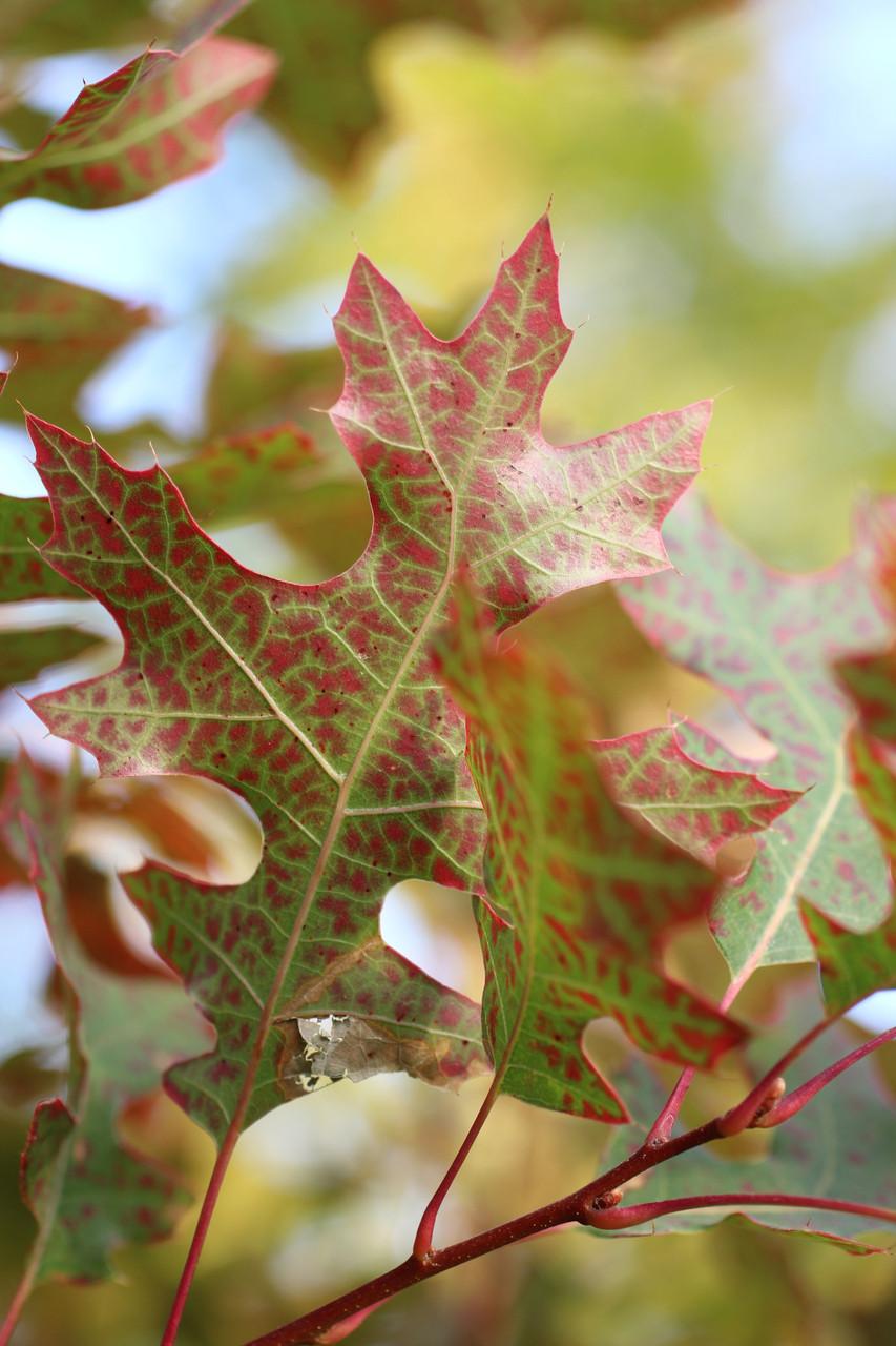 Quercus Coccinea Single Stem - View 19 from www redcrocus com