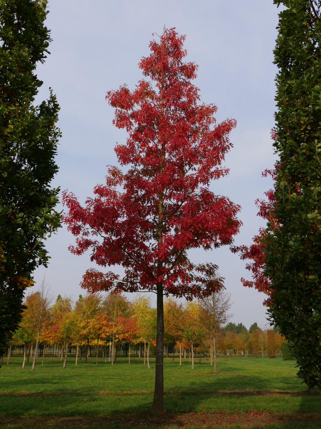 Quercus Coccinea Single Stem - View 1 from www redcrocus com