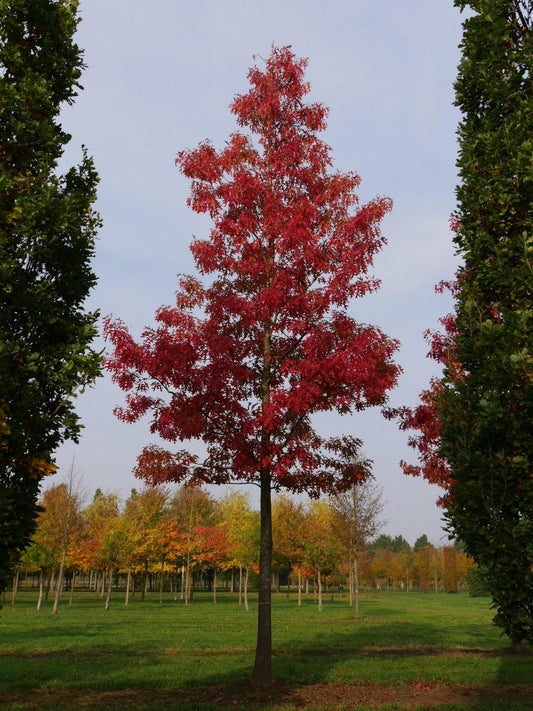 Quercus Coccinea Single Stem - View 1 from www redcrocus com