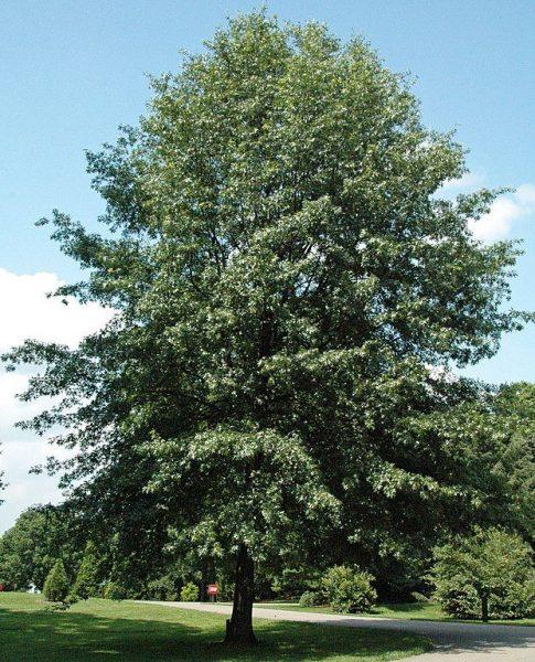 Quercus Coccinea Single Stem - View 20 from www redcrocus com
