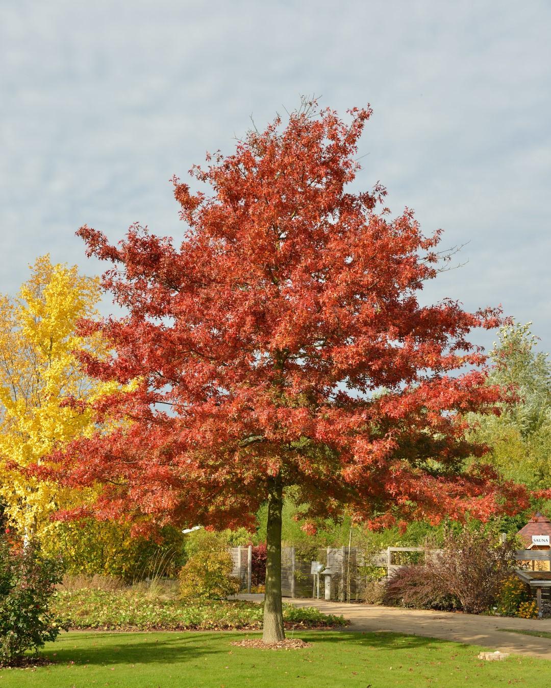 Quercus Coccinea Single Stem - View 2 from www redcrocus com