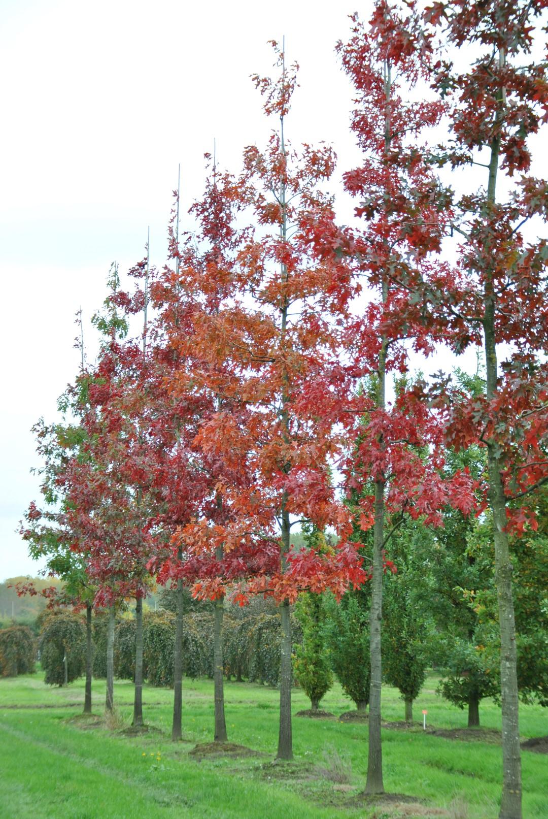 Quercus Coccinea Single Stem - View 3 from www redcrocus com